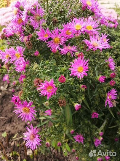 Астра осенняя, лиатрис