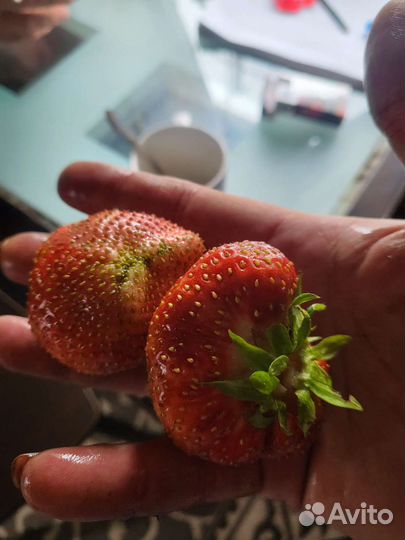 Клубника чамора турусси