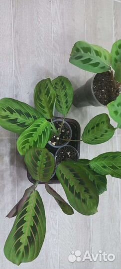 Комнатные растения