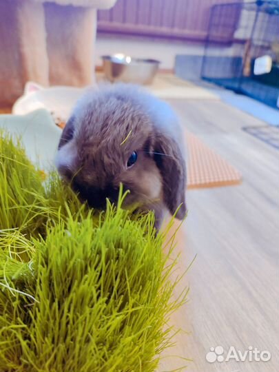 Карликовый вислоухий кролик баран