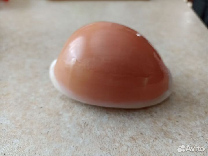 Cypraea aurantium