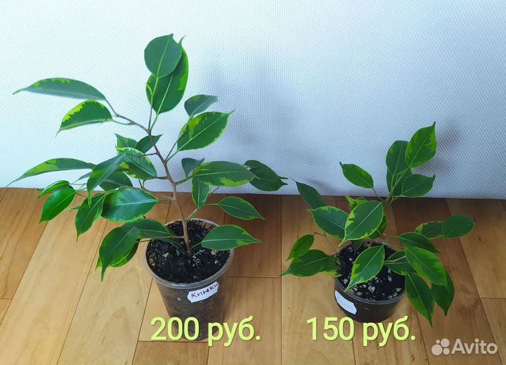 Фикус бенджамина Кинки