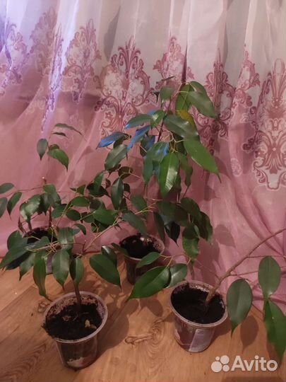 Фикус бенджамина