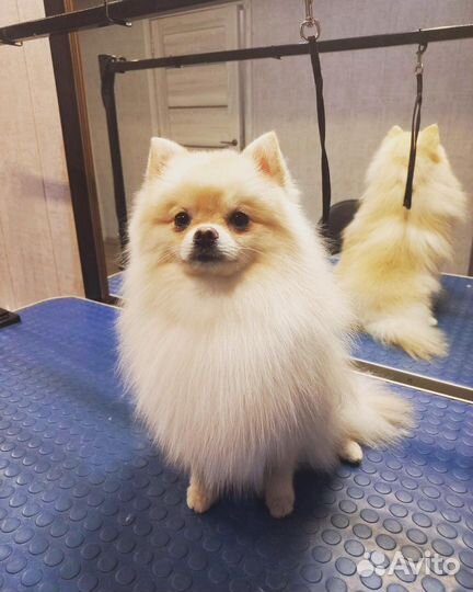 Модели. Стрижка собак