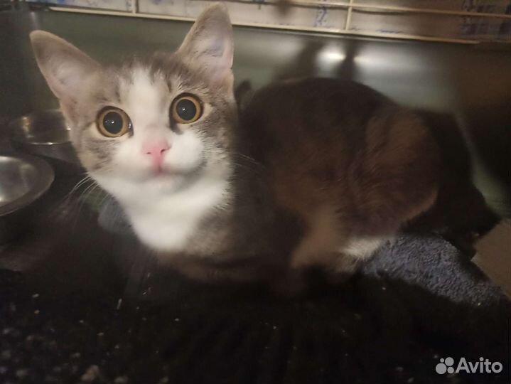 Котëнок Люсенька