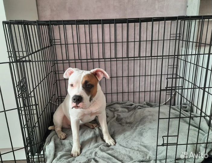 Клетка для собак №5 антивандальная