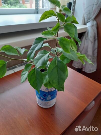 Бугенвилия