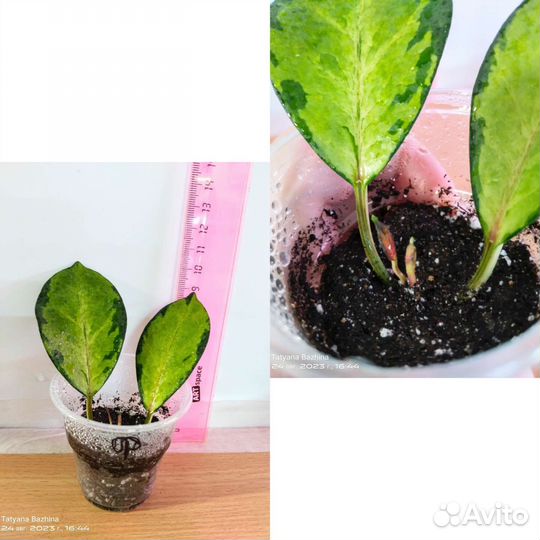 Хойя разные сорта - 3