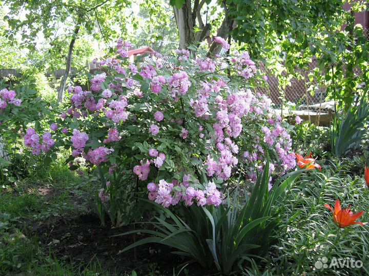 Китайские розы 