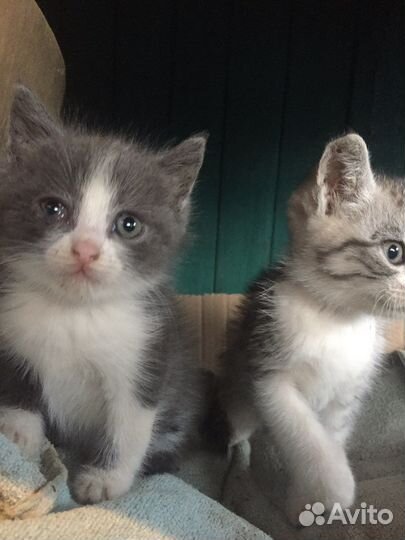 Коты в добрые руки