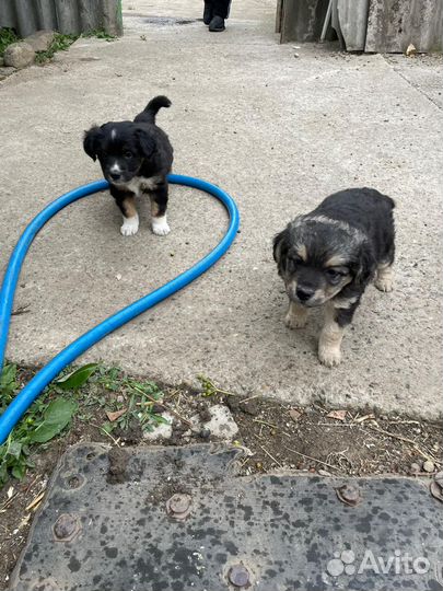 Собака в добрые руки отдам бесплатно