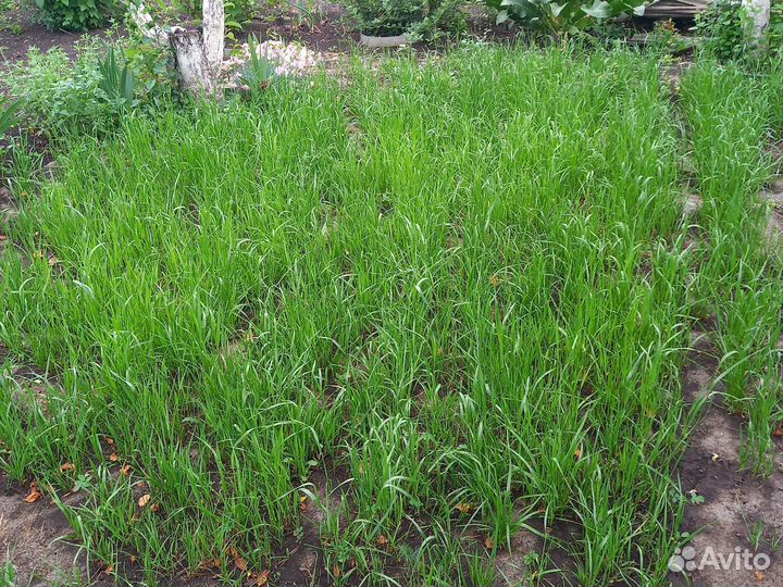 Рулонный газон Биомат