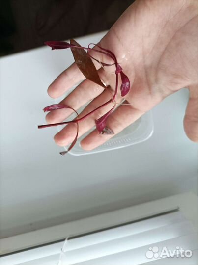 Водоросли для аквариума