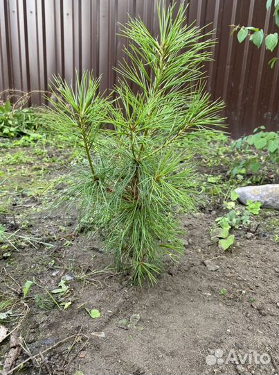 Сосна гималайская