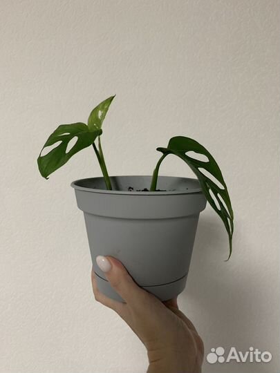 Монстера адансона