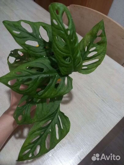 Цветы разные