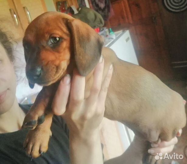 Такса гладкошерстная стандартная