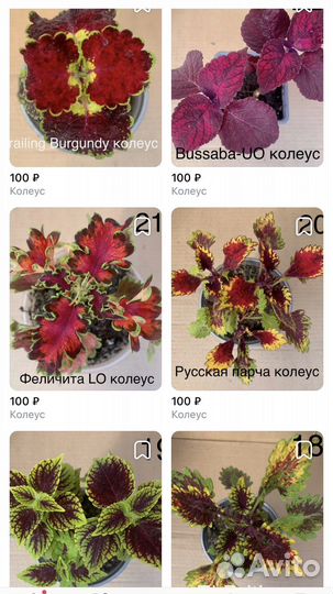 Колеусы вегетативные