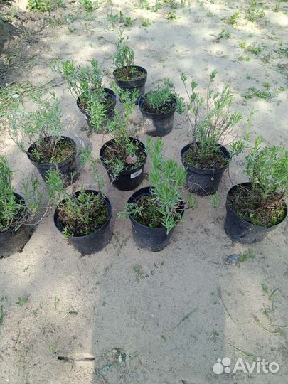 Лаванда узколистная