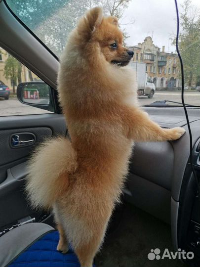 Шпиц на вязку