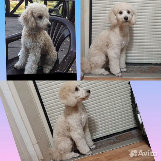 Груминг, стрижка собак, кошек. С выездом