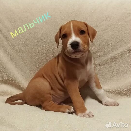 Щенки амстаффа