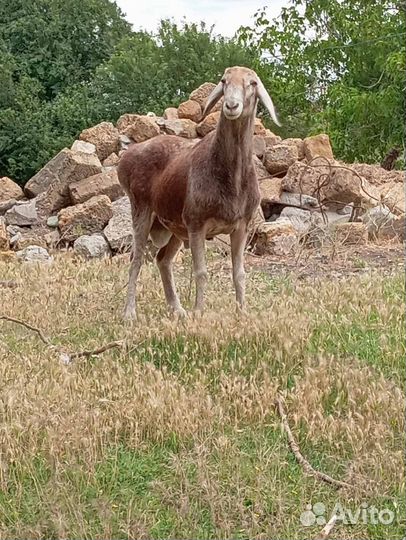 Курдючные бараны