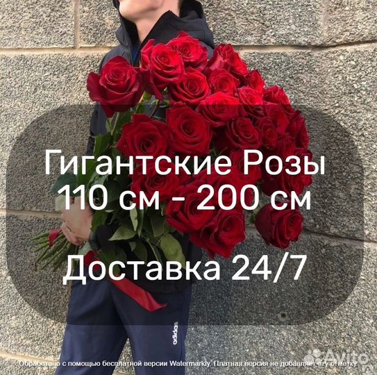 Гигантские розы Колумбия до 2 м