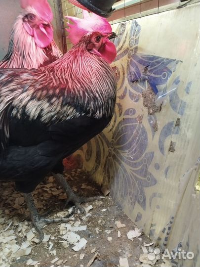 Петух Сильверуд молодой