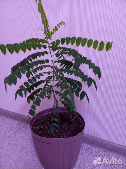 Карамбола, комнатное экзотическое растение