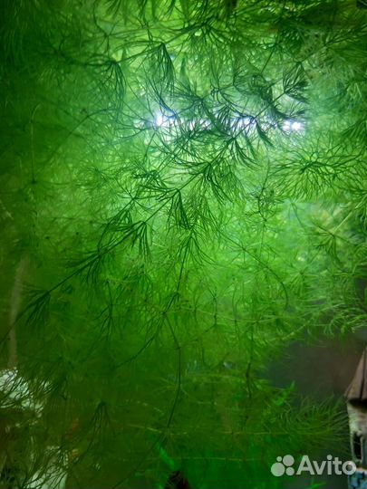 Водоросли в аквариум, живые, роголистник