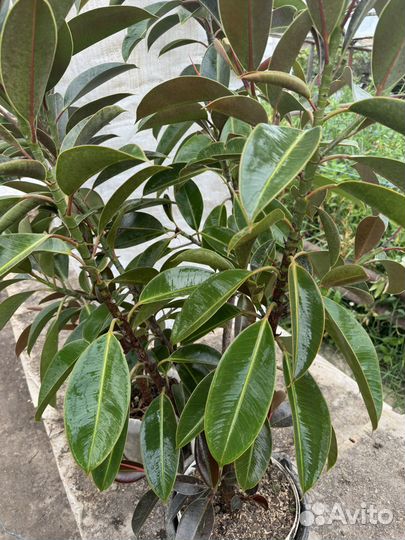 Фикус каучуконосный