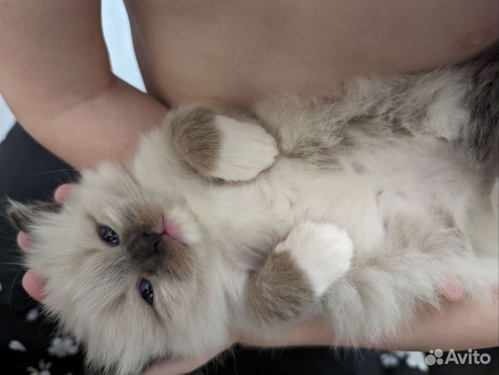 Котики ragdoll