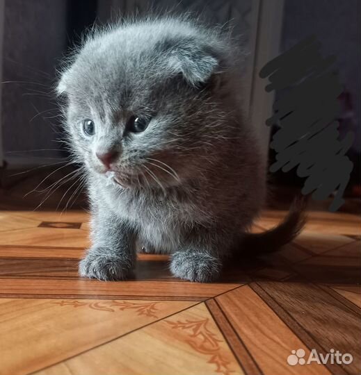 Шотландский вислоухий котёнок