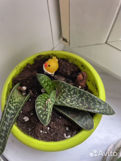 Суккуленты