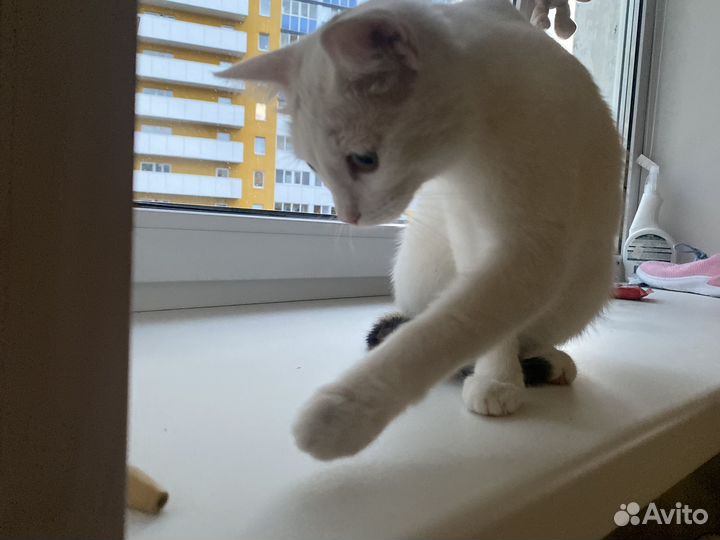 Белый котенок