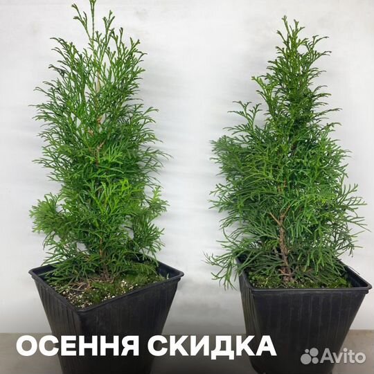 Туя Смарагд 30-45см. Мощная корневая. Много сортов