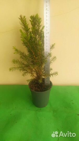 Ель Коника 25 см и 40 см