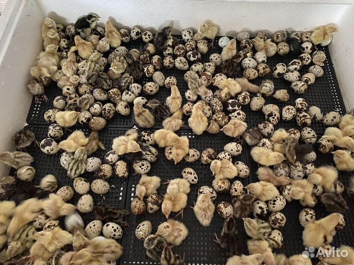 Перепела суточные