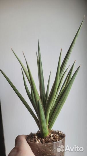 Сансевиерия Bunlue Torch silver