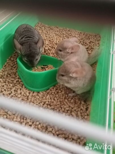 Шиншилла самец 2 месяца