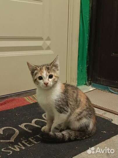 Котенок в дар