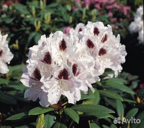 Продам Рододендрон Кальсап