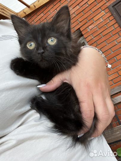 Котята бесплатно