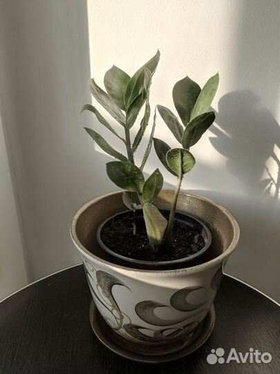 Замиокулькас. Комнатные растение