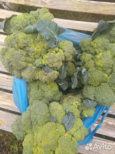 Капуста брокколи и тыква