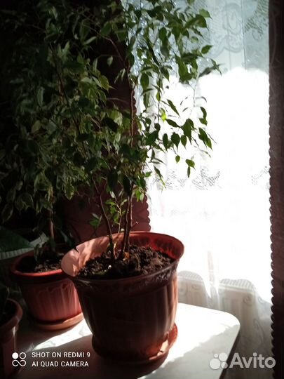 Продаю комнатные цветы