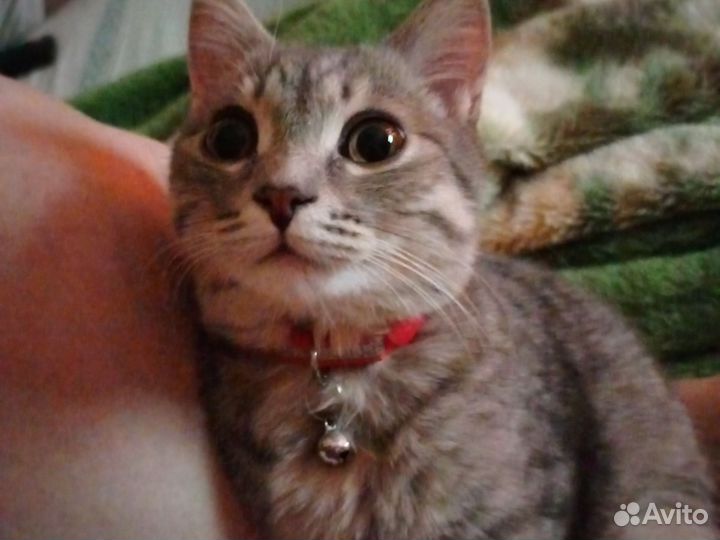 Кошка