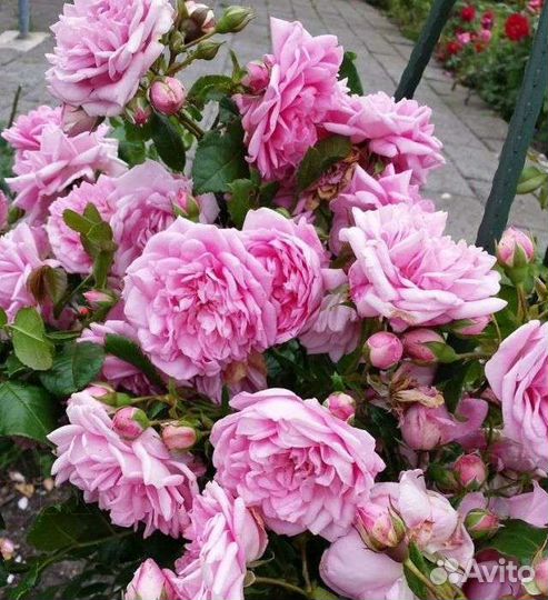 Роза, канадская неукрывная Свит Аделина, 7 литров