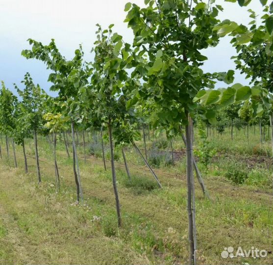 Липа саженцы, крупномеры